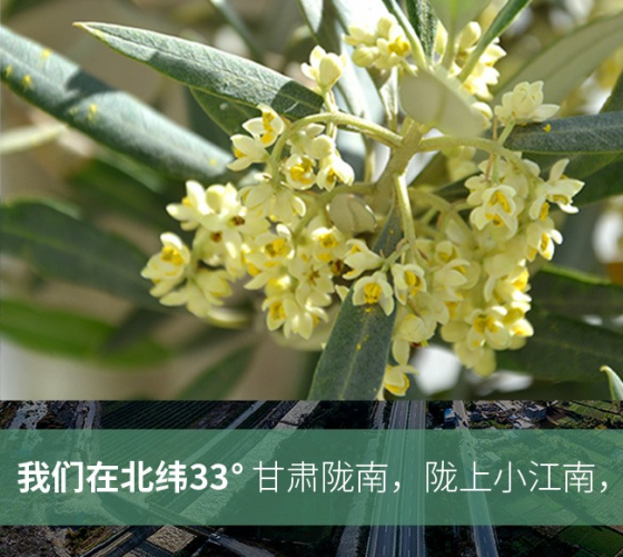 武都的氣候、土壤等與地中海沿岸極其相似，同處于世界頂級(jí)油橄欖黃金生產(chǎn)帶（32°58--33°36）年平均氣溫為14.7°，年日照時(shí)數(shù)1911..